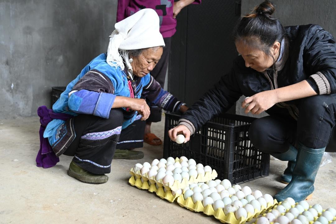 焕新升级！探寻我国水稻市场的最新辉煌价格