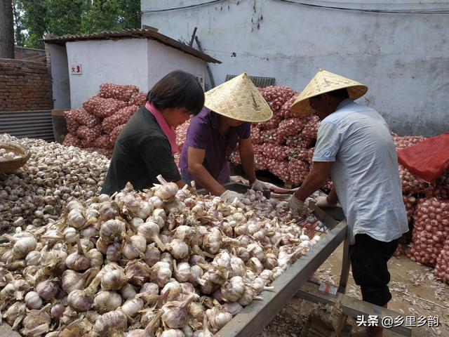 “金乡大蒜迎来丰收喜讯，最新行情看涨！”